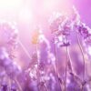 tuincanvas-bloemen-lavendel-6007-liggend.jpg