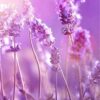 tuincanvas-bloemen-lavendel-6007-staand.jpg