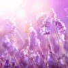 tuincanvas-bloemen-lavendel-6007-vierkant.jpg