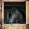 tuinposter-dieren-paard-7006-staand.jpg